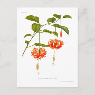 Hibiscus schizopetalus briefkaart