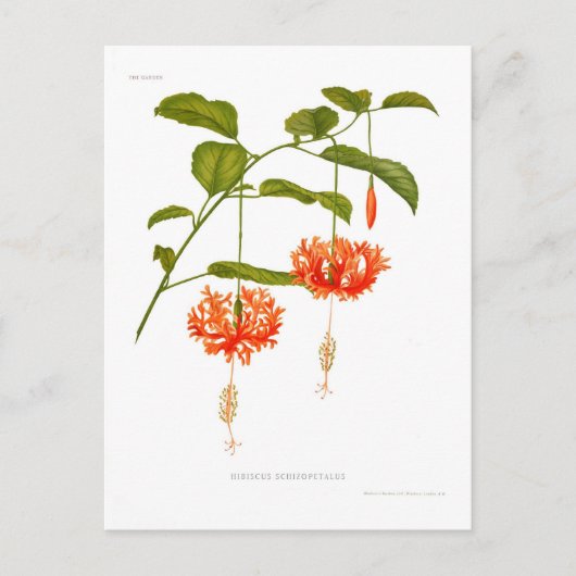 Hibiscus schizopetalus briefkaart (Voorkant)
