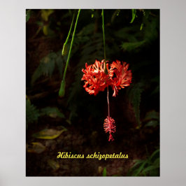 Hibiscus schizopetalus - Japanse lantaarn Poster