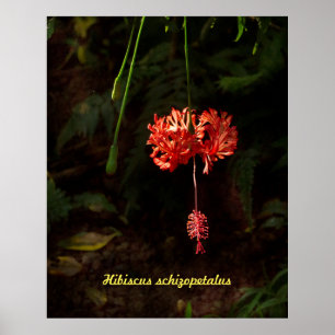 Hibiscus schizopetalus - Japanse lantaarn Poster