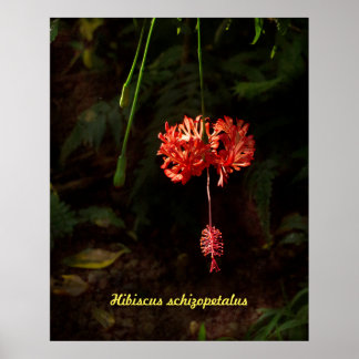 Hibiscus schizopetalus - Japanse lantaarn Poster