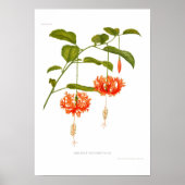 Hibiscus schizopetalus poster (Voorkant)