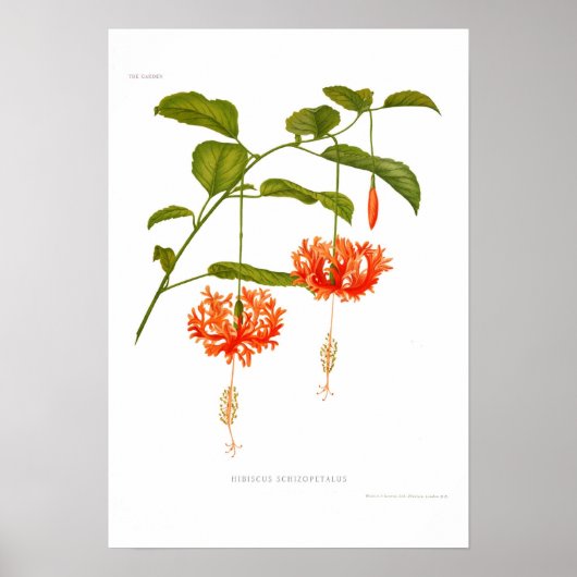 Hibiscus schizopetalus poster (Voorkant)