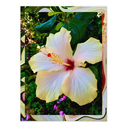 Hibiscus Schoonheid Foto Afdruk (Voorkant)