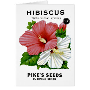 Hibiscus Seed Packet
