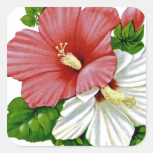 Hibiscus Seed Packet Vierkante Sticker