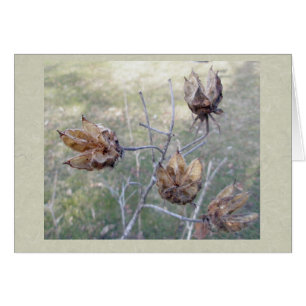 Hibiscus Seed Pods Card