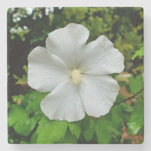 Hibiscus Stenen Onderzetter