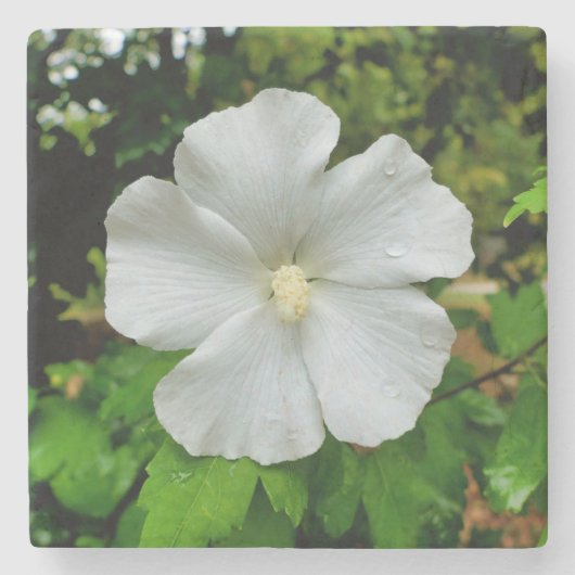 Hibiscus Stenen Onderzetter (Voorkant)