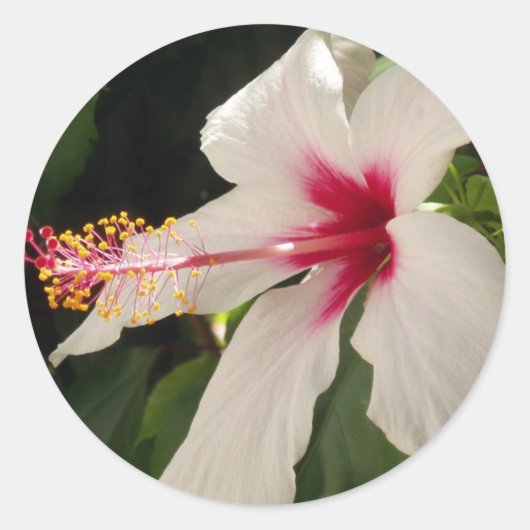 Hibiscus Stickers (Voorkant)