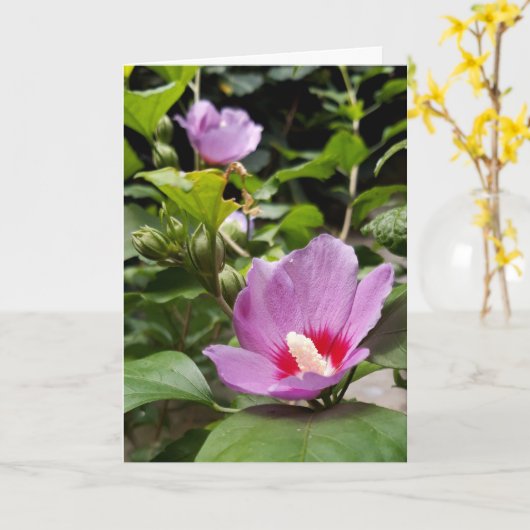 Hibiscus syriacus Aphrodite Shrub, roos Bloom Kaart (Gele Bloem)