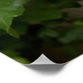 Hibiscus syriacus Aphrodite Shrub, roos Bloom Poster (Hoek)