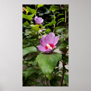 Hibiscus syriacus Aphrodite Shrub, roos Bloom Poster