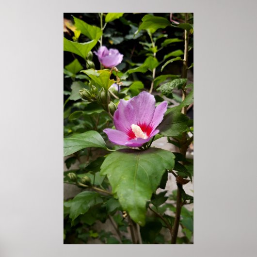 Hibiscus syriacus Aphrodite Shrub, roos Bloom Poster (Voorkant)