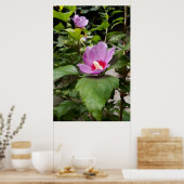 Hibiscus syriacus Aphrodite Struik, roze Bloei Poster (Keuken)