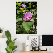 Hibiscus syriacus Aphrodite Struik, roze Bloei Poster (Thuiskantoor)