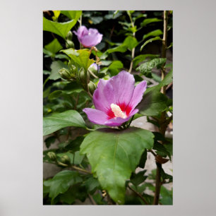 Hibiscus syriacus Aphrodite Struik, roze Bloei Poster