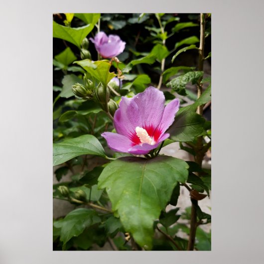 Hibiscus syriacus Aphrodite Struik, roze Bloei Poster (Voorkant)