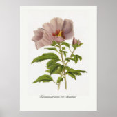 Hibiscus syriacus var. chinensis poster (Voorkant)