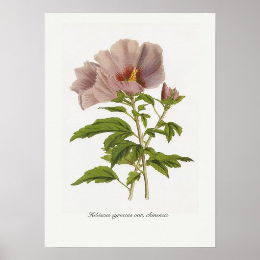 Hibiscus syriacus var. chinensis poster (Voorkant)