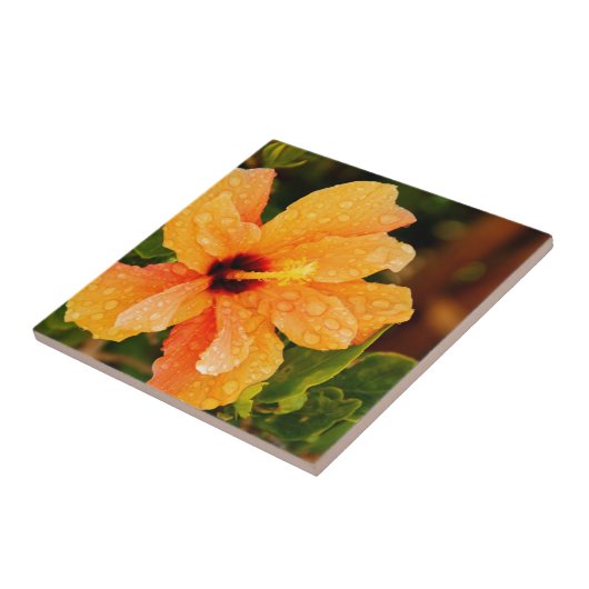 Hibiscus Tegeltje (Zijkant)