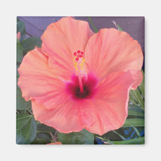 HIBISCUS THUIS MAGNEET