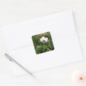 Hibiscus Trionum - Bloem van een uur Vierkante Sticker (Envelop)