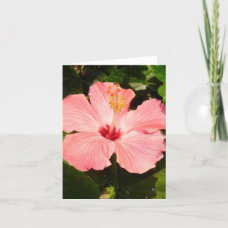 Hibiscus - V Kaart