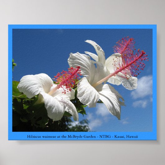 Hibiscus waimeae bij Mc Bryde Garden - NTBG - Kaua Poster (Voorkant)