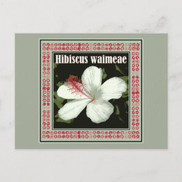 Hibiscus Waimeae uit Hawaii Briefkaart