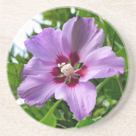Hibiscus Zandsteen Onderzetter (Voorkant)