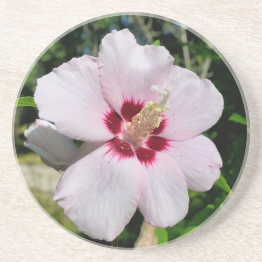 Hibiscus Zandsteen Onderzetter (Voorkant)