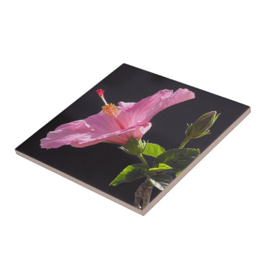 Hibiscusbloem in Profiel Tegeltje (Zijkant)