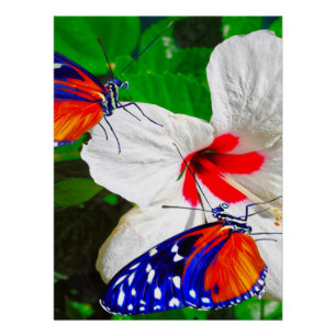 Hibiscusbloem met 2 tijger longwing vlinders perfect poster