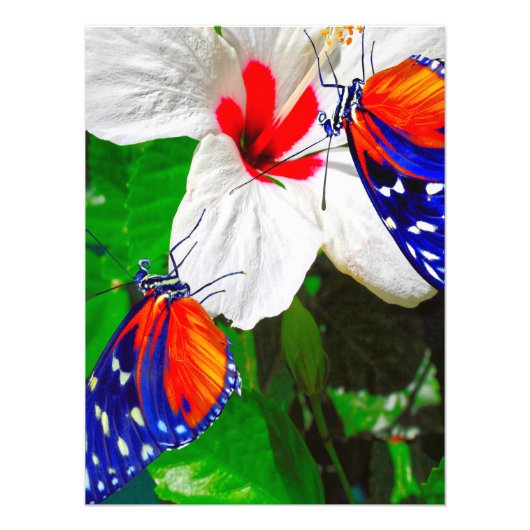 Hibiscusbloem met Tiger Longwing Glossy Poster (Voorkant)