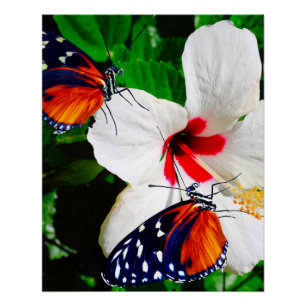 Hibiscusbloem met Tiger Longwing Glossy Poster