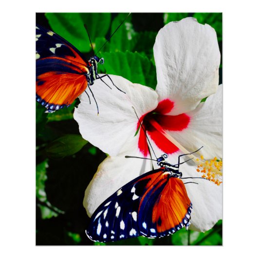 Hibiscusbloem met Tiger Longwing Glossy Poster (Voorkant)