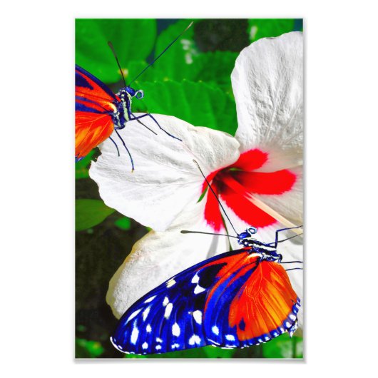 Hibiscusbloem met Tiger Longwing Glossy Poster (Voorkant)