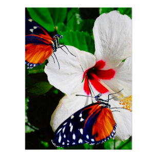 Hibiscusbloem met Tiger Longwing Glossy Poster