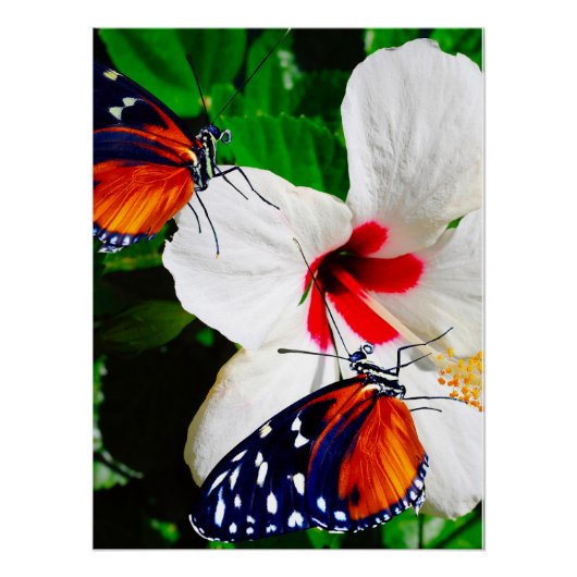 Hibiscusbloem met Tiger Longwing Glossy Poster (Voorkant)
