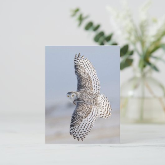 Hibou Harfang Briefkaart (Staand voorkant)