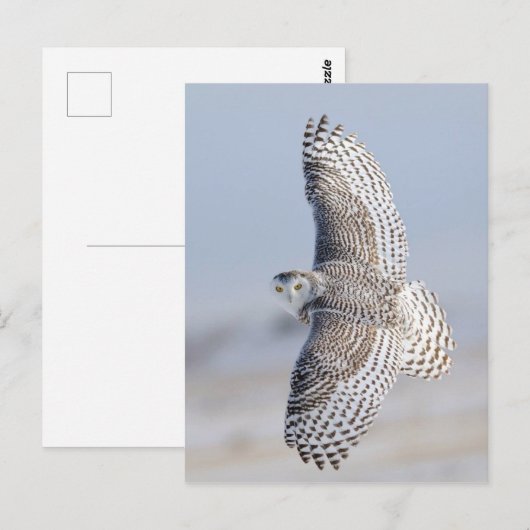 Hibou Harfang Briefkaart (Voorkant / Achterkant)