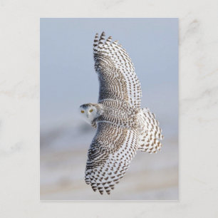 Hibou Harfang Briefkaart
