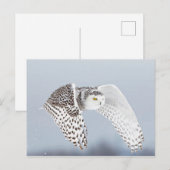 Hibou Harfang des neiges Briefkaart (Voorkant / Achterkant)