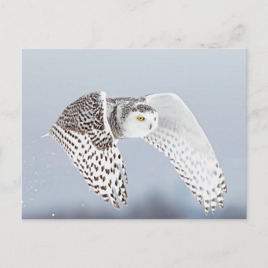 Hibou Harfang des neiges Briefkaart (Voorkant)