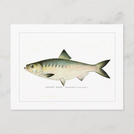 Hickory Shad Briefkaart (Voorkant)