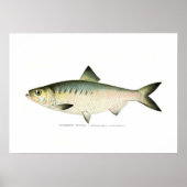 Hickory Shad Poster (Voorkant)