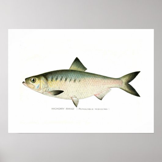 Hickory Shad Poster (Voorkant)