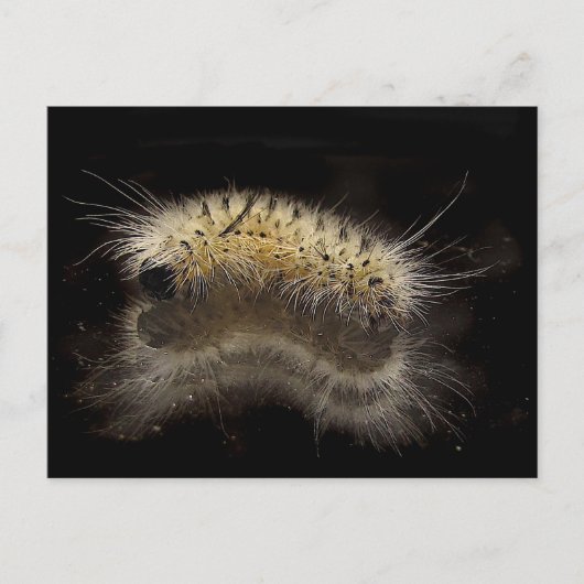 Hickory Tussock Caterpijler Briefkaart (Voorkant)