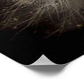 Hickory Tussock Caterpijler Poster (Hoek)